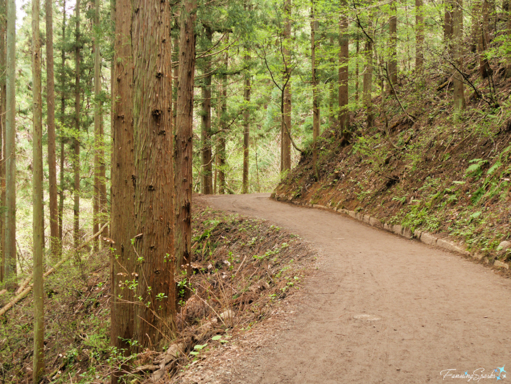 Wooded Path to Jigokudani Yaen-Koen in Japan   @FanningSparks