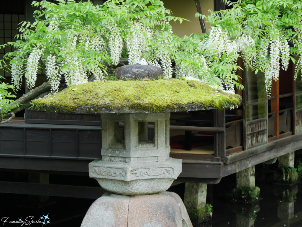 Moss-Capped Stone Lantern with Wisteria in Kenrokuen Garden in Kanazawa Japan   @FanningSparks