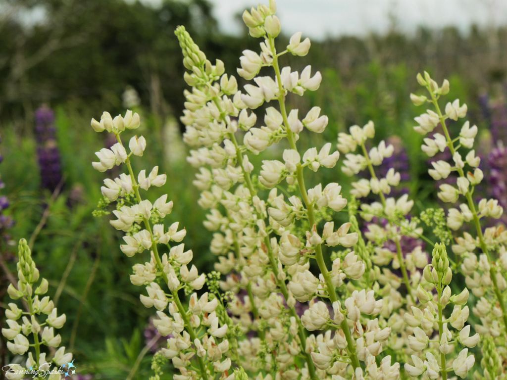 Cluster of White Lupine Blooms   @FanningSparks