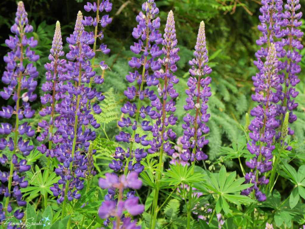 Deep Purple Lupine Flower Spikes   @FanningSparks