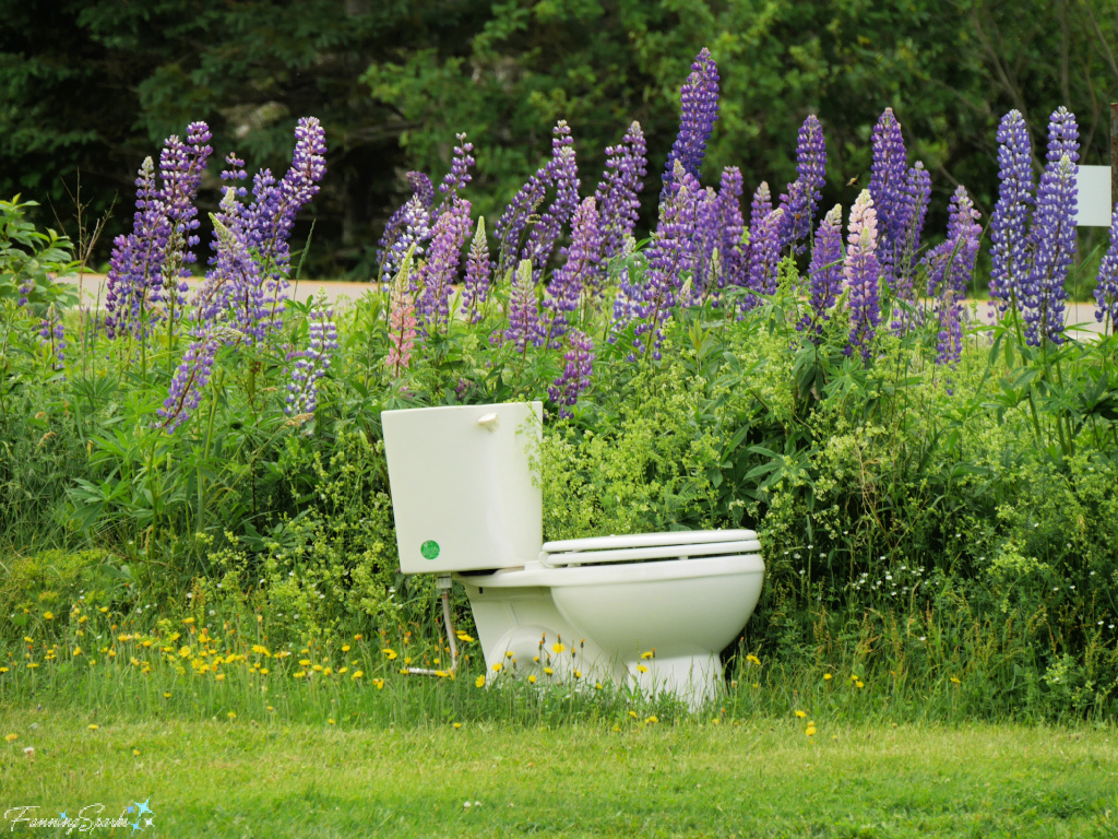 Discarded Toilet Amidst Lupines   @FanningSparks