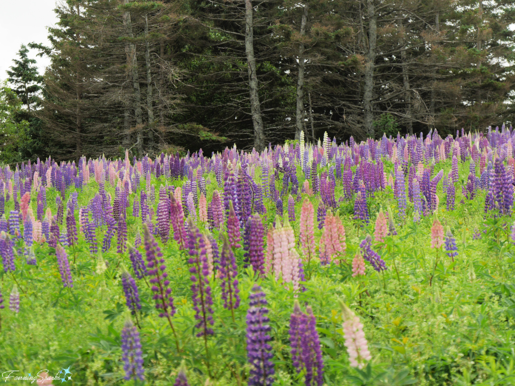 Fields of Lupines Along Edge of Woods at Hostetter's Viewscape in French River, Prince Edward Island      @FanningSparks