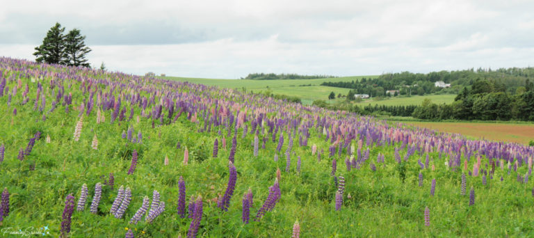 Fields of Lupines at Hostetter's Viewscape in French River, Prince Edward Island @FanningSparks