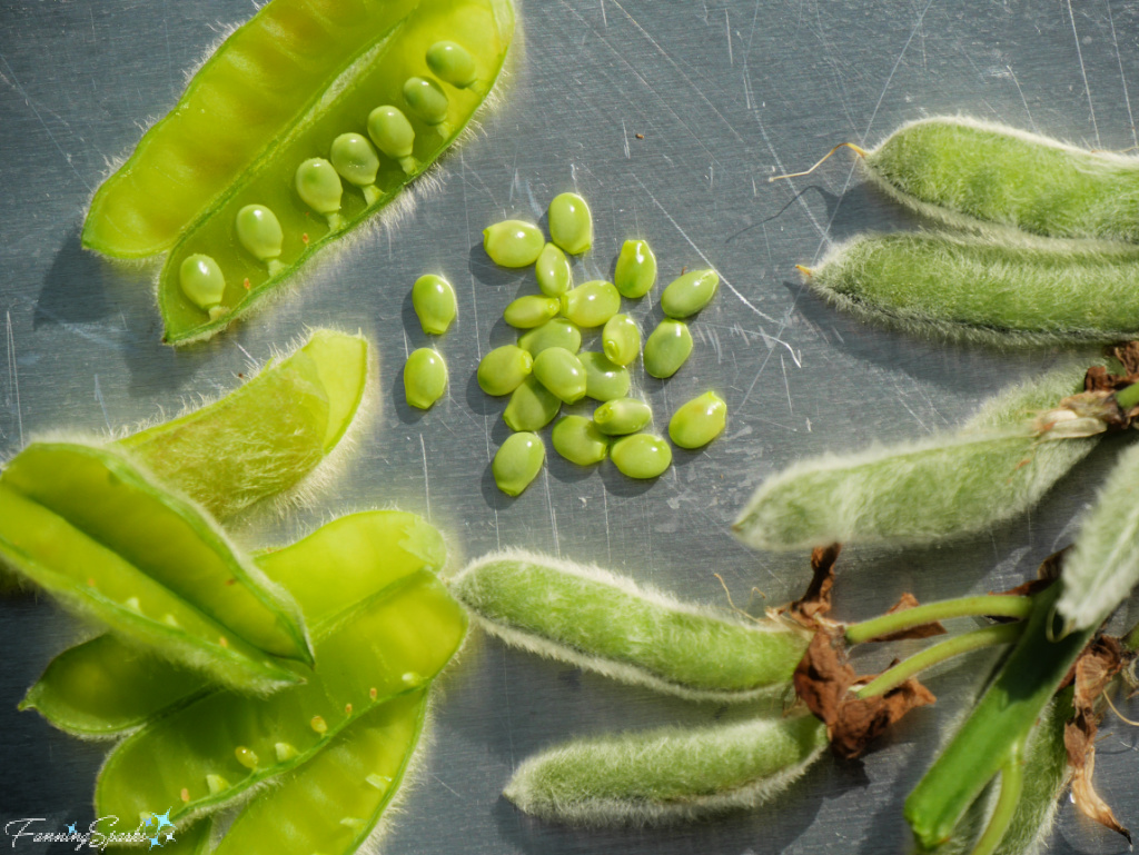 Immature Lupine Beans   @FanningSparks