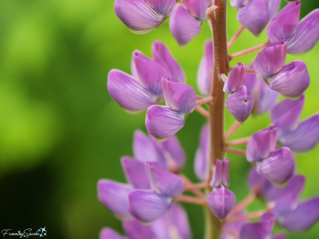 Lilac-Colored Lupine Blooms Closeup   @FanningSparks