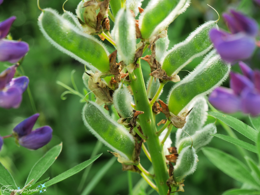 Lupine Pods Closeup   @FanningSparks