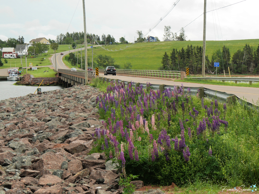 Lupines Along Route 20 Near New London, Prince Edward Island      @FanningSparks