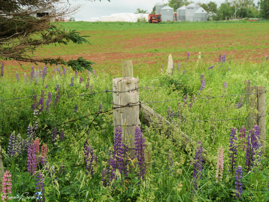 Lupines Around Old Farm Fence on Prince Edward Island      @FanningSparks