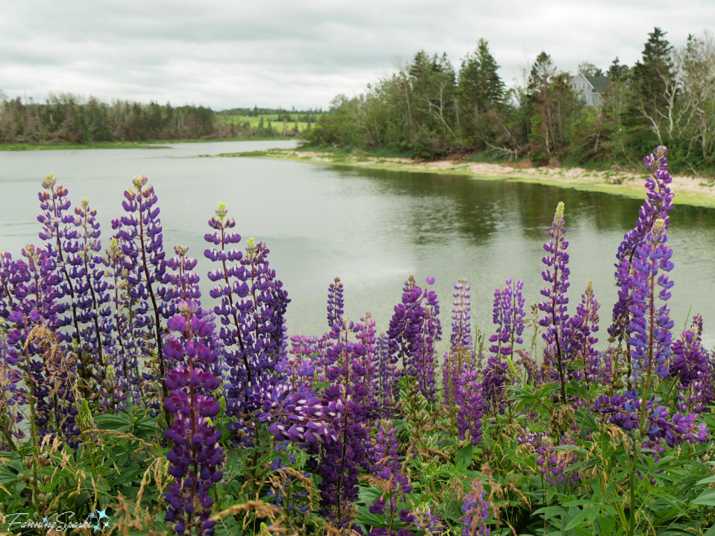 Lupines at Southwest River Near New London, Prince Edward Island      @FanningSparks