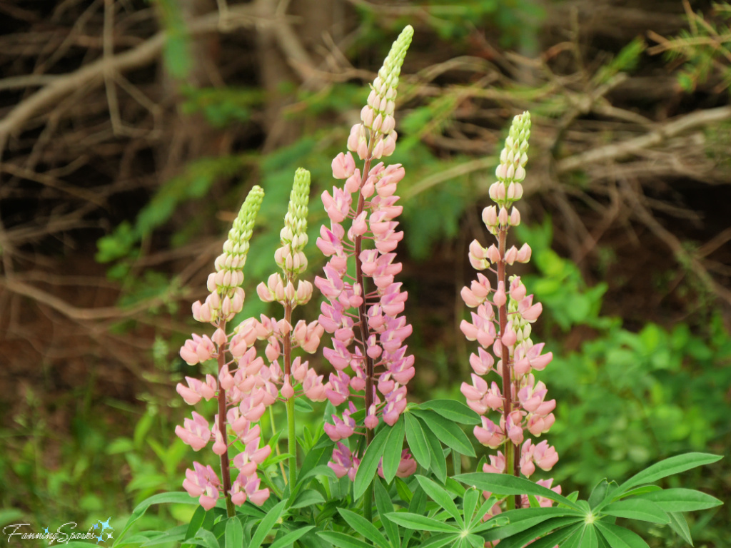 Lupines in Variety of Pink Hues   @FanningSparks