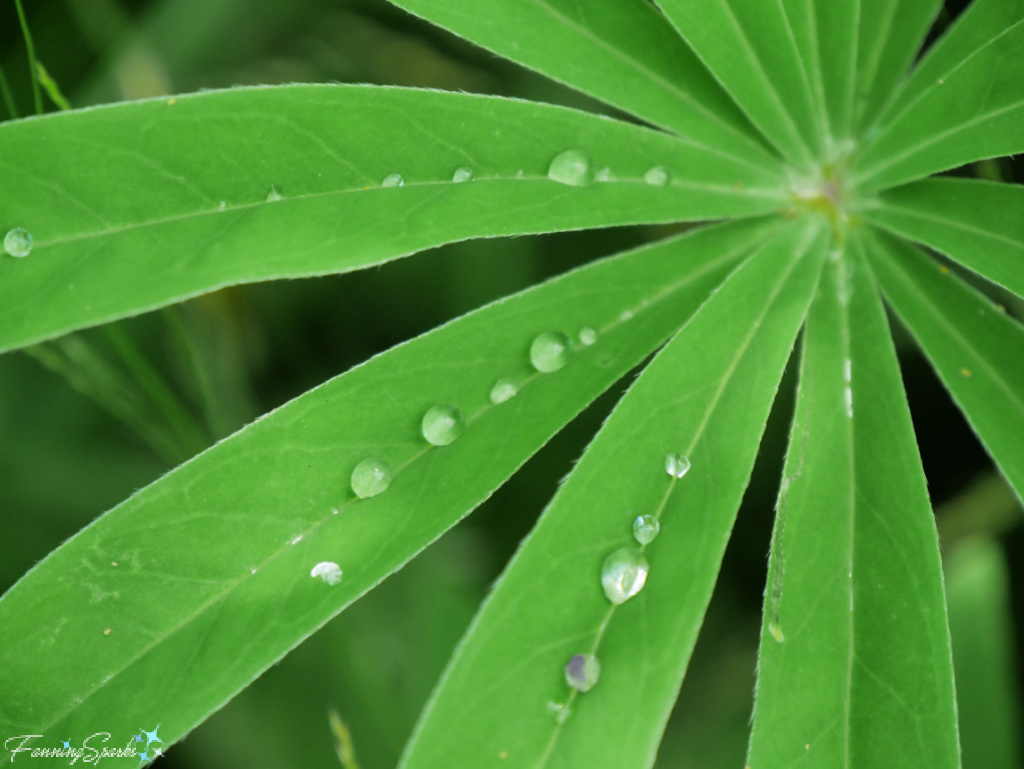 Palmately Lobed Lupine Leaves with Water Drops   @FanningSparks