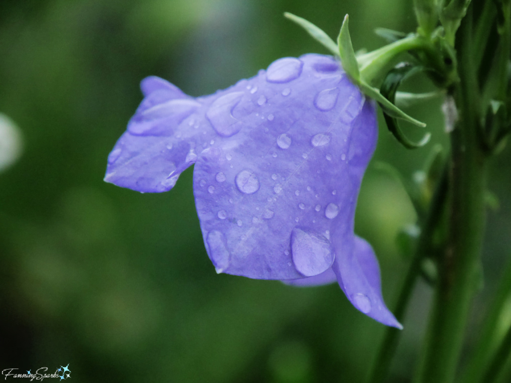 Raindrops on Bellflower   @FanningSparks