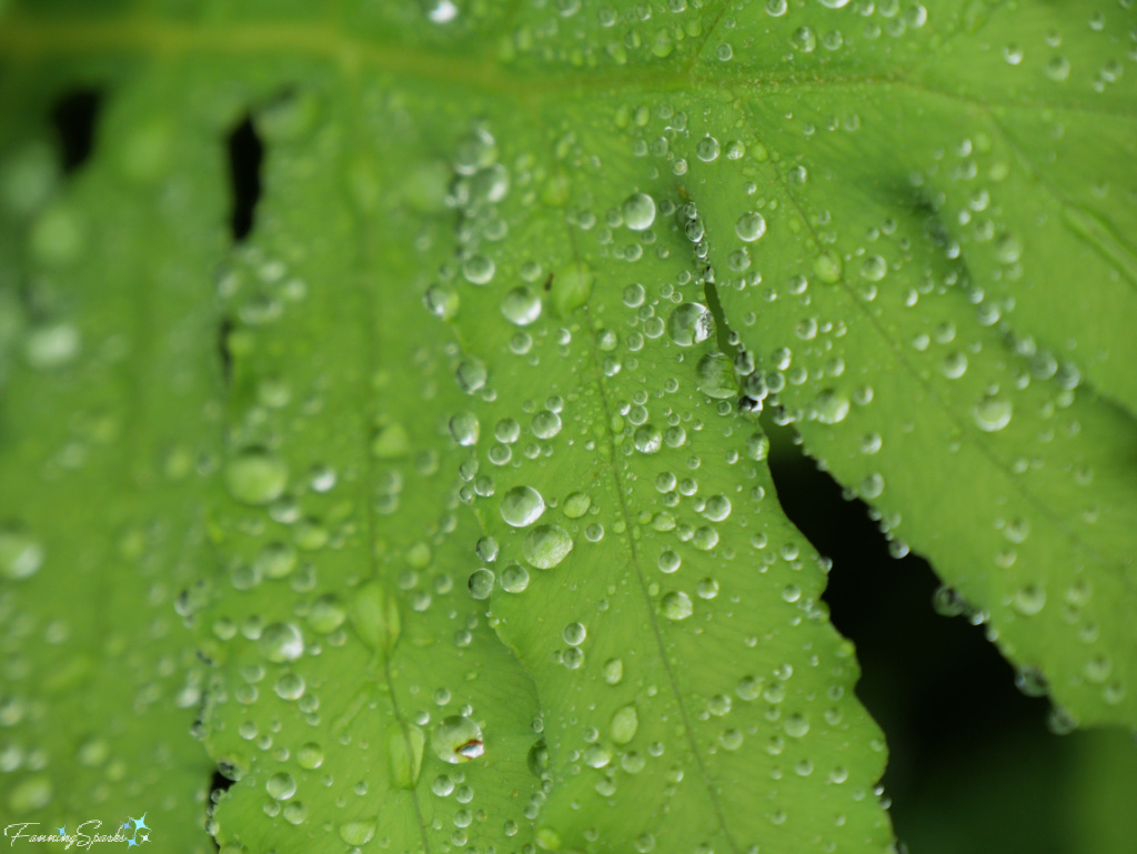 Raindrops on Fern Frond   @FanningSparks