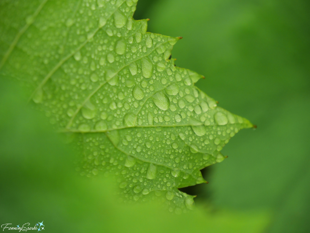 Raindrops on Grape Leaf at Domain de Grand Pré Winery   @FanningSparks