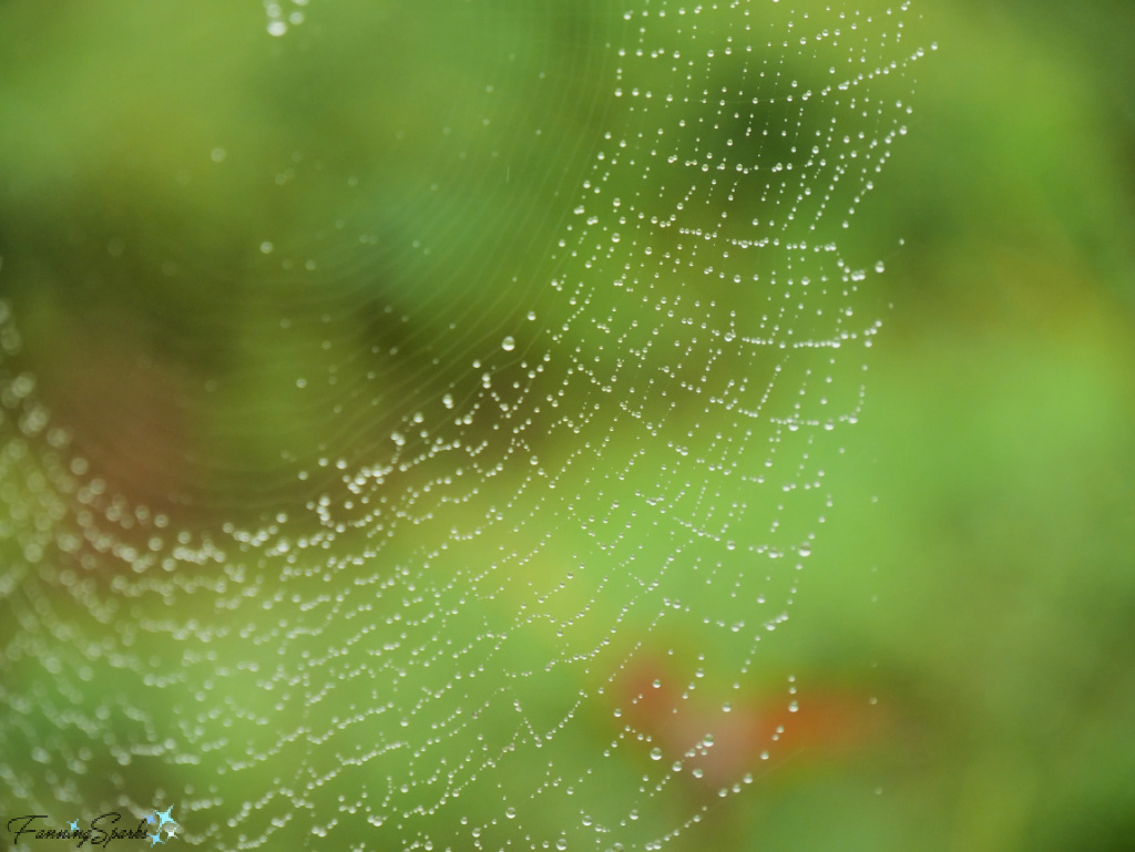 Raindrops on Spider Web   @FanningSparks