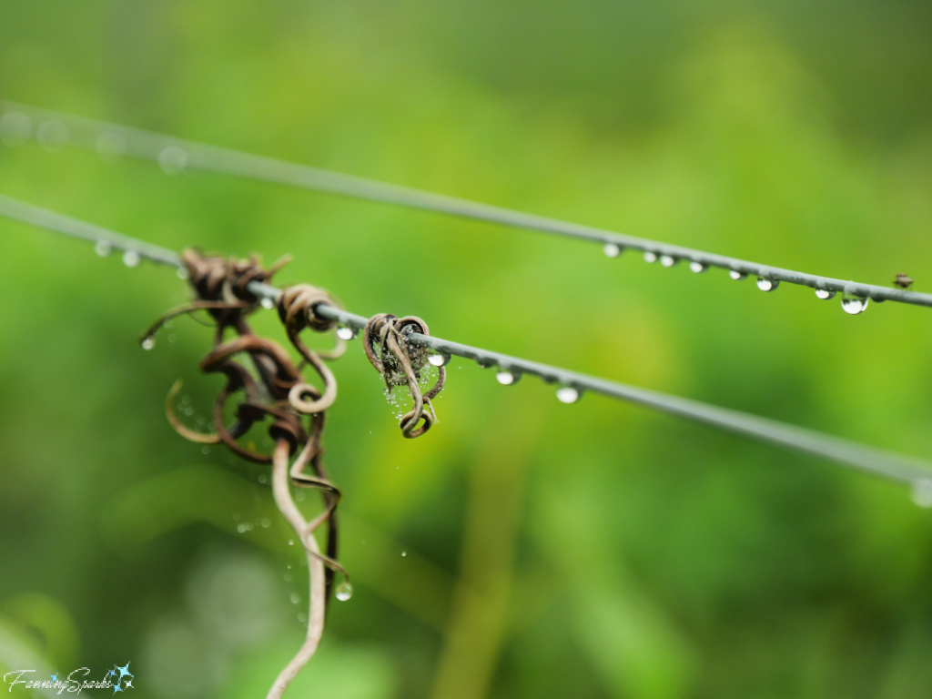 Raindrops on Vineyard Wires at Domain de Grand Pré Winery   @FanningSparks