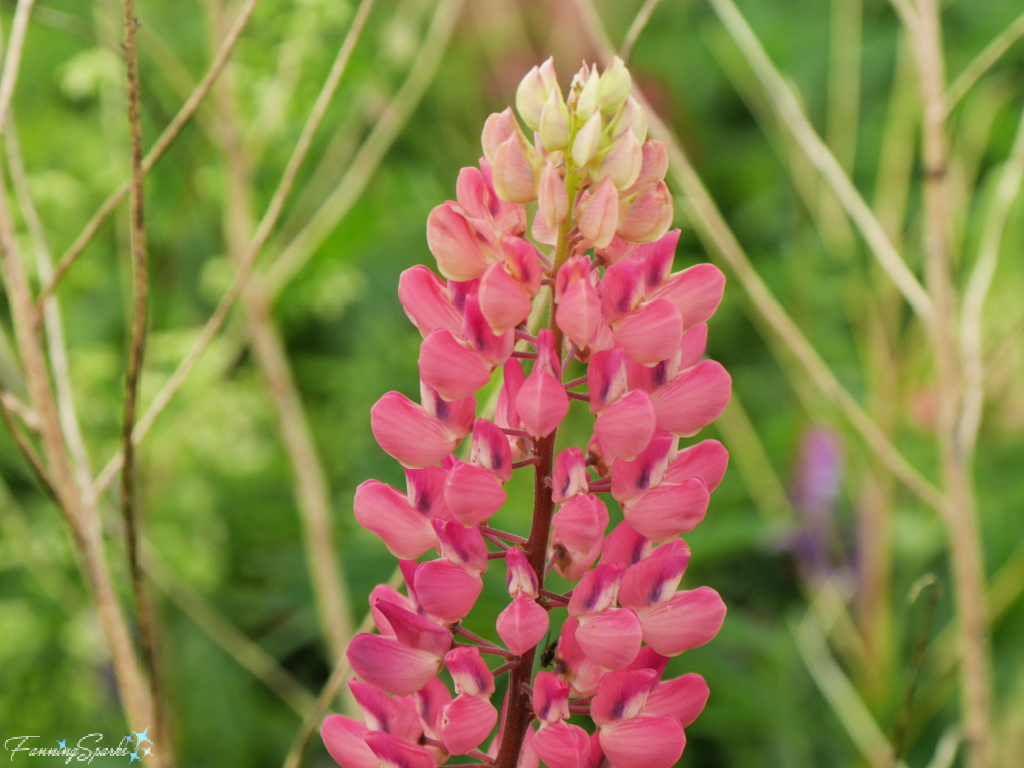 Reddish-Pink Lupine Blooms Closeup   @FanningSparks