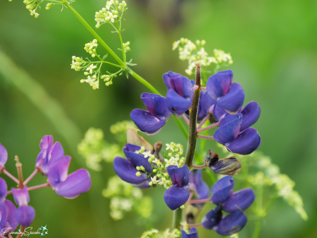 Rich Blue Lupine Blooms   @FanningSparks