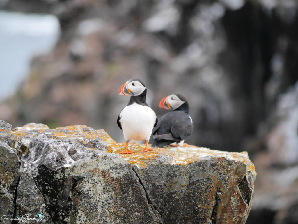 Two Puffins on Rock Looking Left in Elliston Newfoundland   @FanningSparks