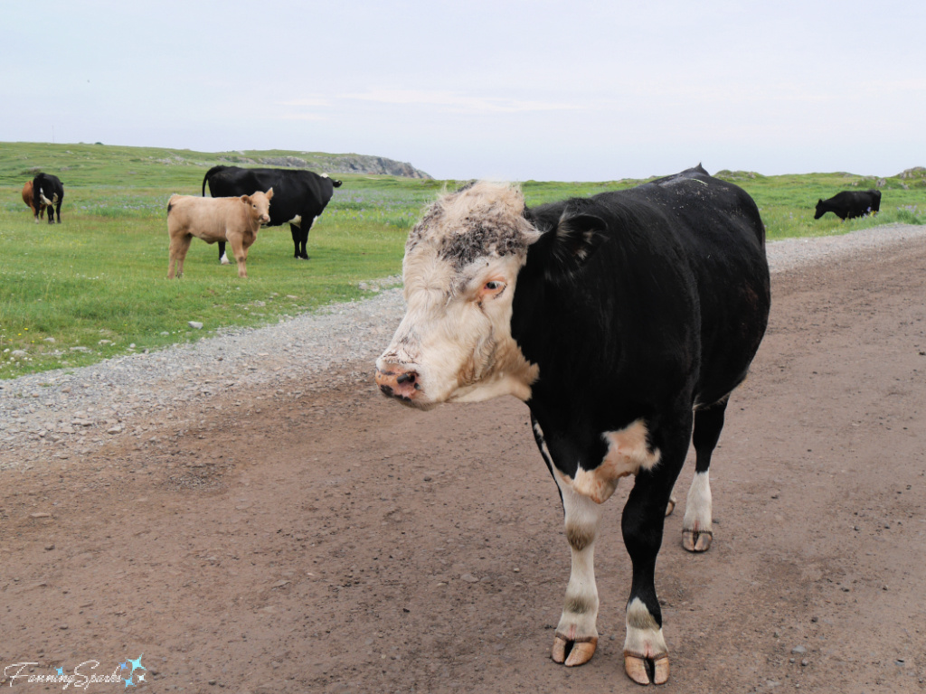 Black Cow with White Face in Community Pasture at Dungeon Provincial Park   @FanningSparks