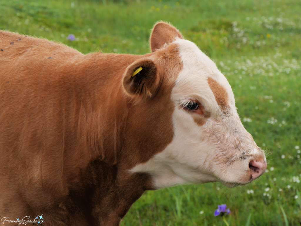 Brown Cow with White Face in Community Pasture at Dungeon Provincial Park   @FanningSparks