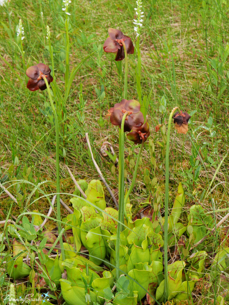 Clump of Purple Pitcher Plant (Sarracenia purpurea) at Memorial University Botanical Garden   @FanningSparks