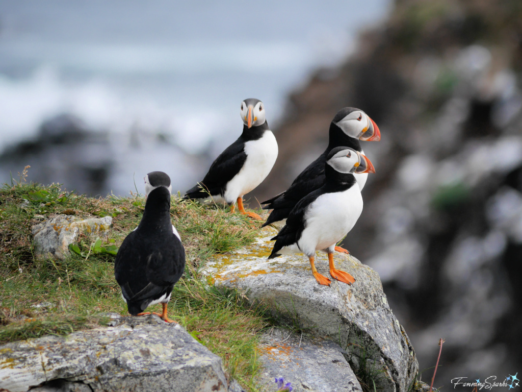 Four Puffins on Rock at Elliston Puffin Viewing Site   @FanningSparks