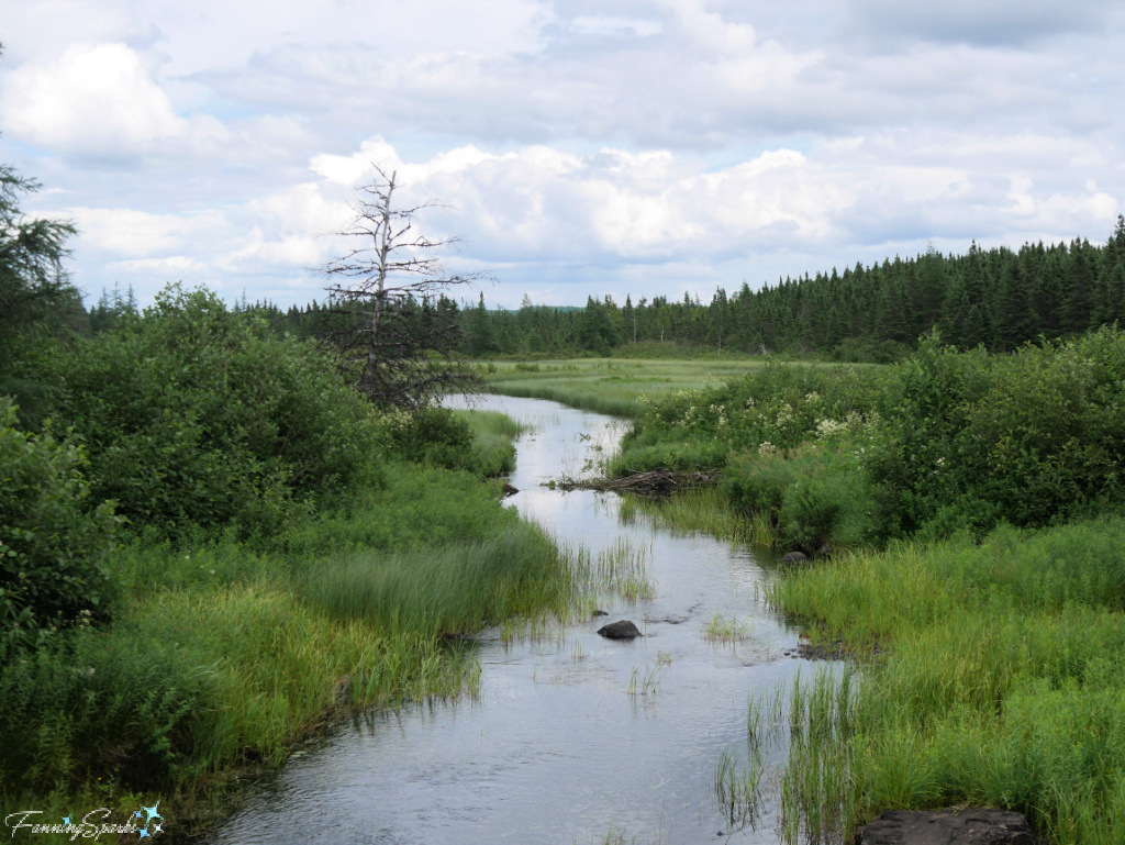 Looking for Moose Near Grand Falls Newfoundland @FanningSparks