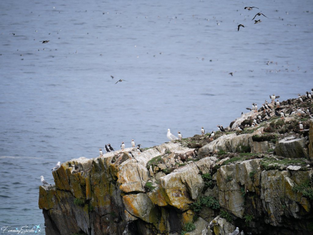 Puffin Colony at Elliston Puffin Viewing Site   @FanningSparks