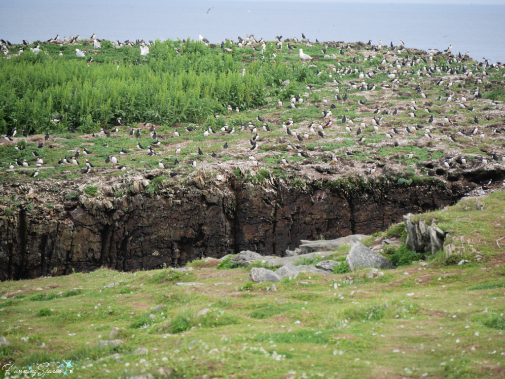 Puffin Colony at Puffin Viewing Site in Elliston Newfoundland   @FanningSparks