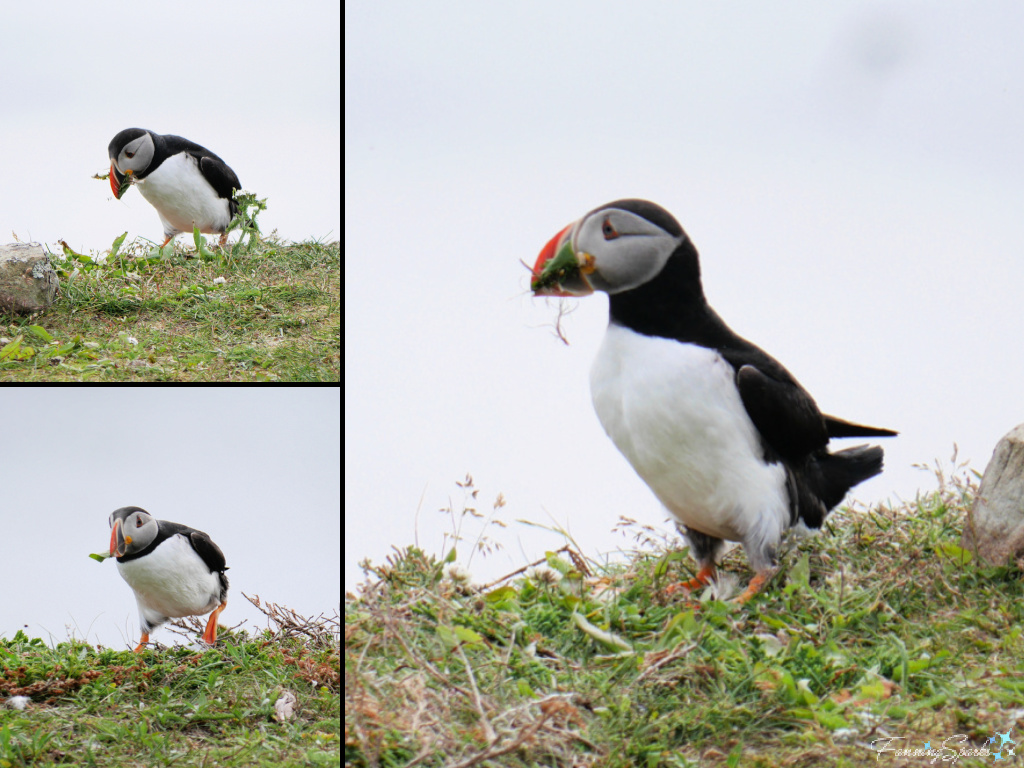 Puffin Picking up Vegetation at Elliston Puffin Viewing Site   @FanningSparks