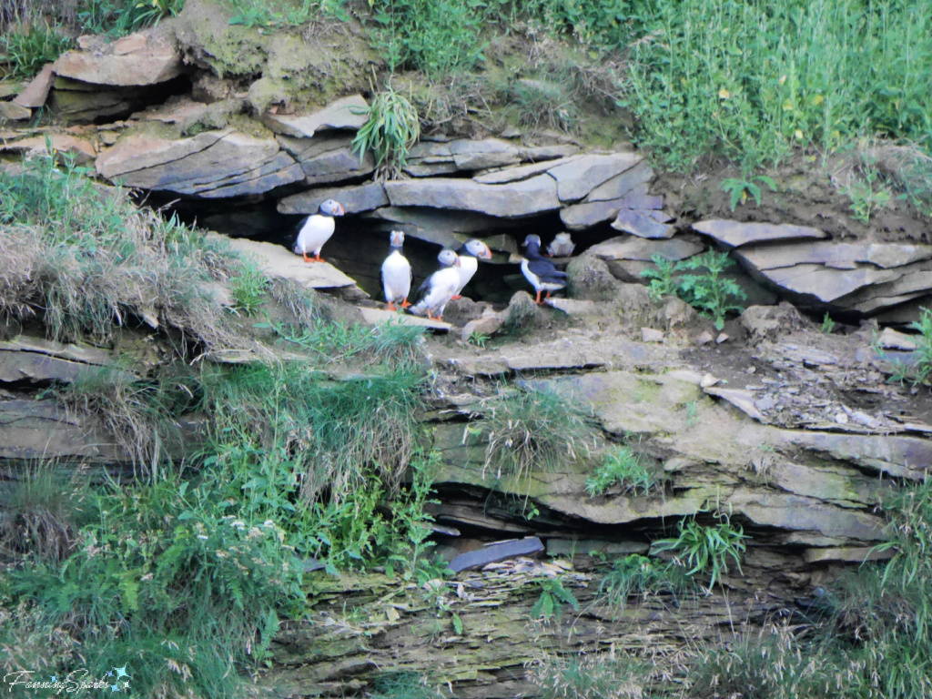 Puffins Stand Guard at Bird Islands Nova Scotia   @FanningSparks