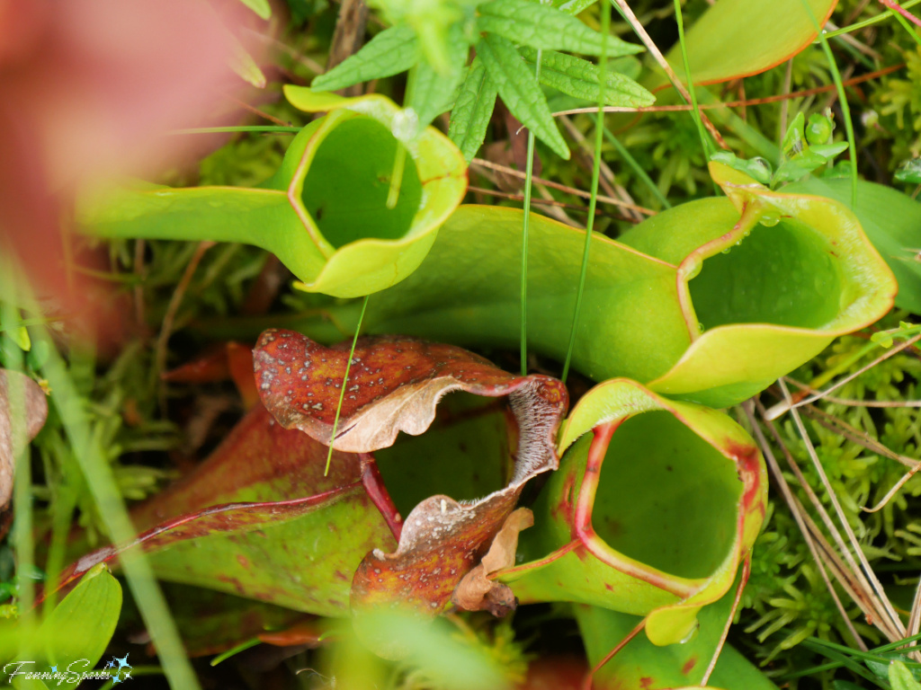 Purple Pitcher Plant (Sarracenia purpurea) Leaves    @FanningSparks