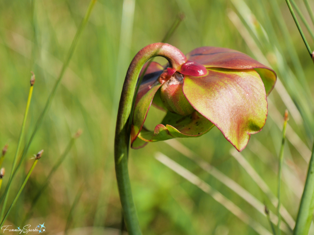 Single Bloom of Purple Pitcher Plant (Sarracenia purpurea)   @FanningSparks