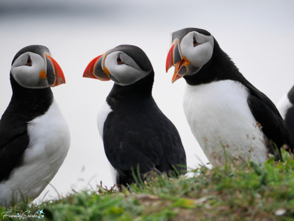 Three Puffins Conversing at Elliston Puffin Viewing Site @FanningSparks