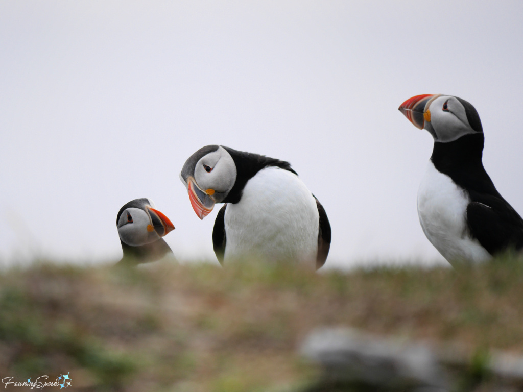 Three Puffins Model Beaks at Elliston Puffin Viewing Site   @FanningSparks