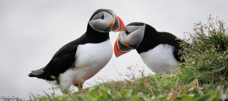 Two Puffins Heads Together at Elliston Puffin Viewing Site @FanningSparks