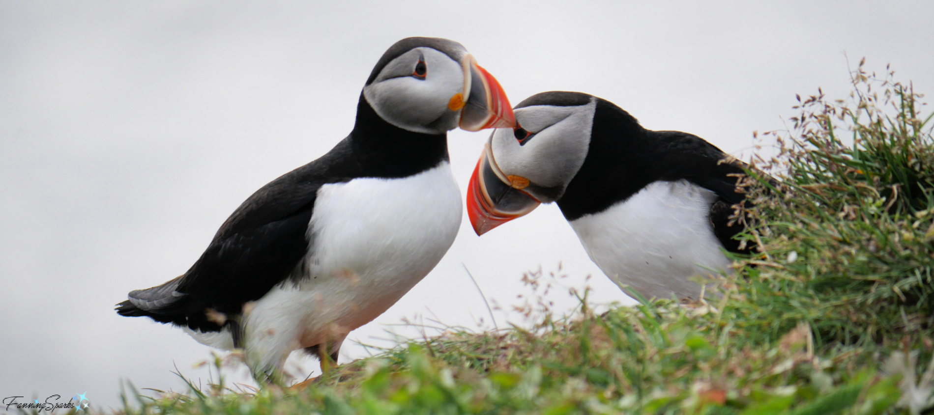 What Puffins Eat  Audubon Seabird Institute