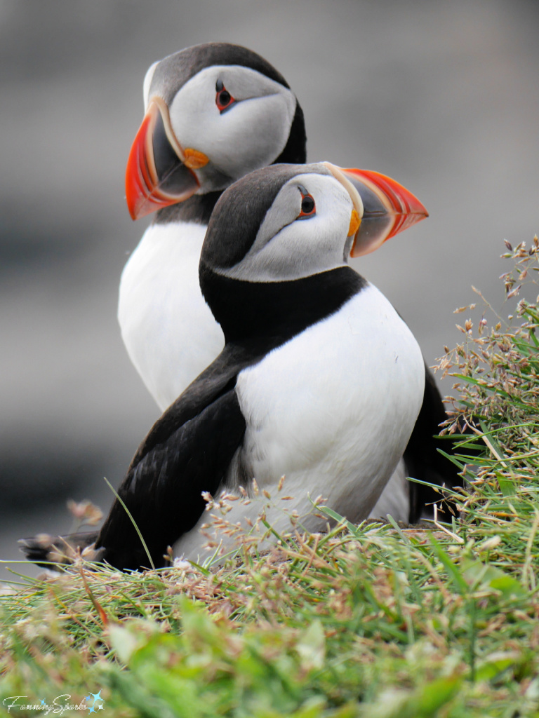 Two Puffins Huddle at Elliston Puffin Viewing Site   @FanningSparks