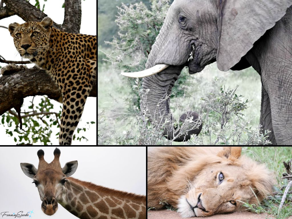 African Safari Wildlife – Leopard Elephant Giraffe Lion   @FanningSparks