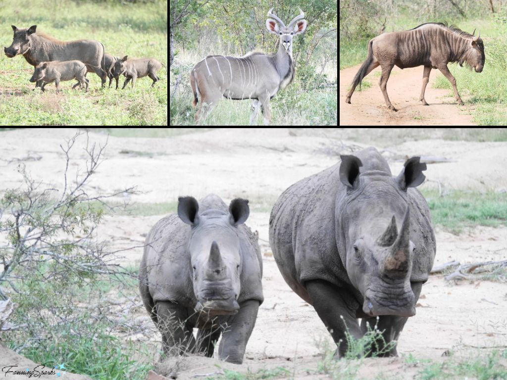 African Safari Wildlife – Warthogs Kudu Wildebeest Rhino   @FanningSparks