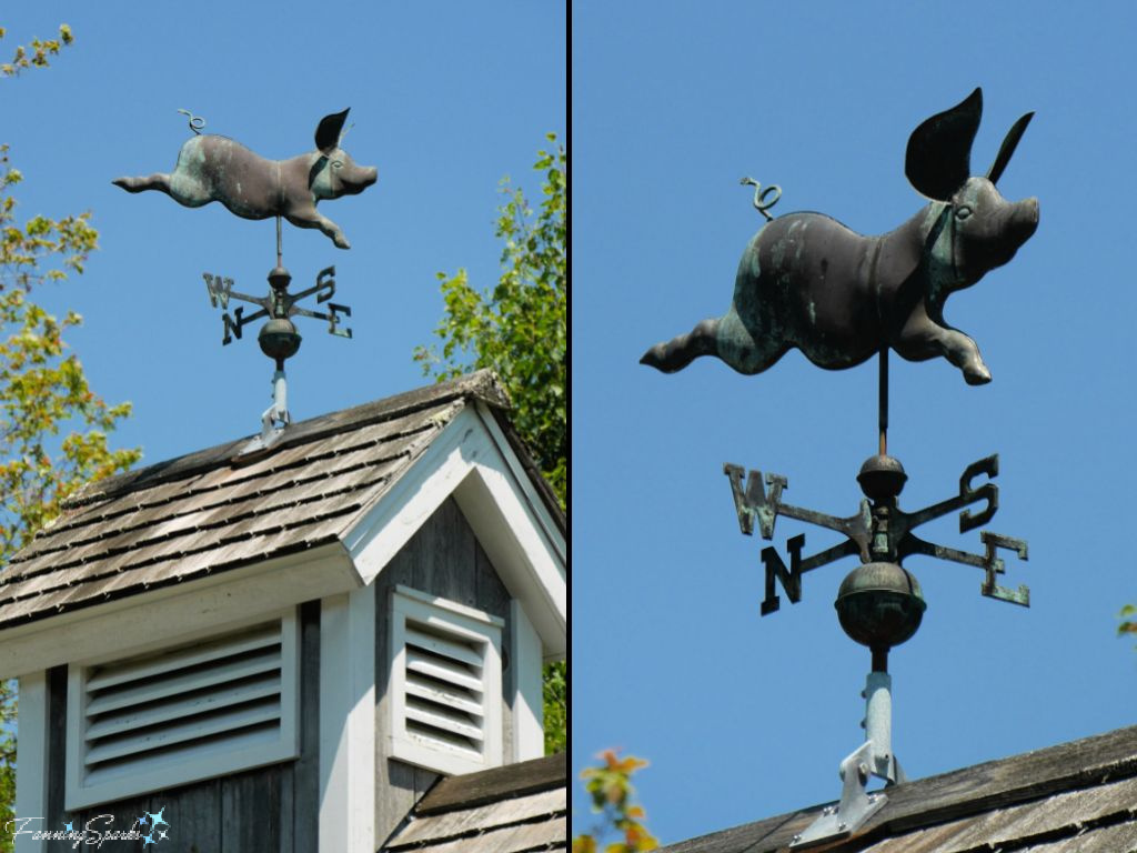 Flying Pig Weather Vane at Coastal Maine Botanical Gardens in Boothbay Maine   @FanningSparks