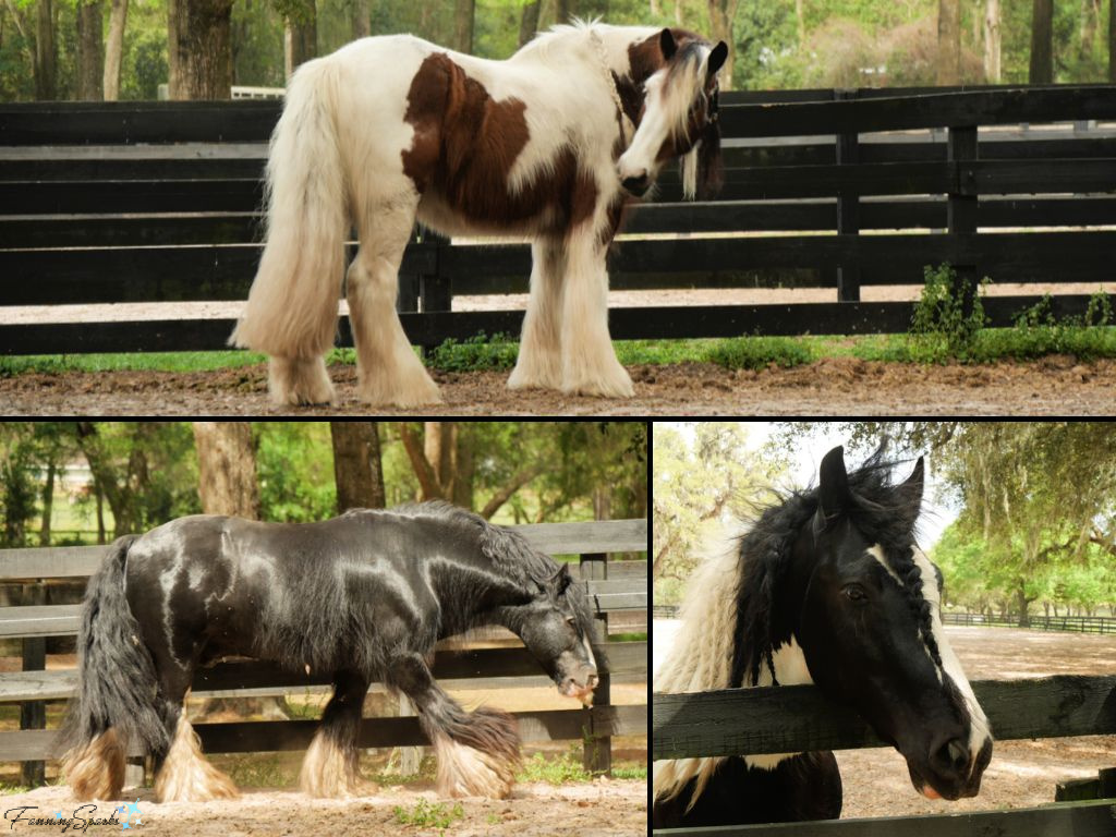 Gypsy Vanner Horse at Gypsy Gold Horse Farm in Ocala Florida   @FanningSparks