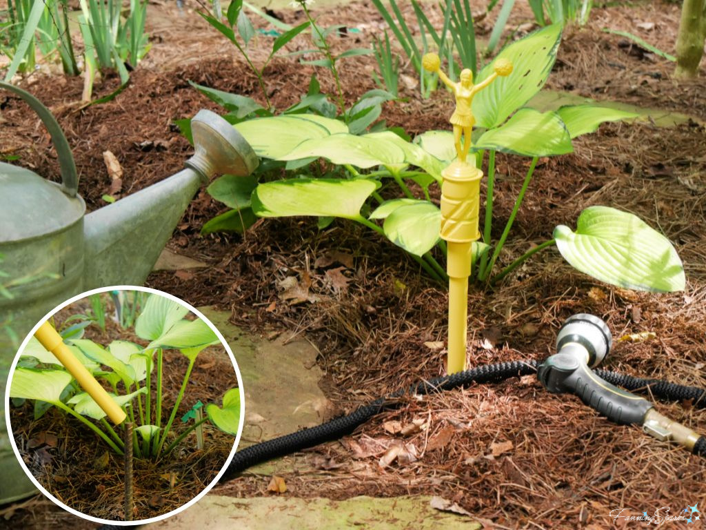 Install Trophy-Topped Hose Guards in Garden   @FanningSparks