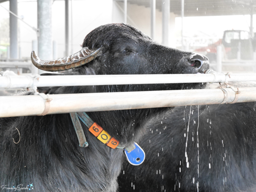 Pampered Buffalo at Tenuta Vannulo Farm in Salerno Italy   @FanningSparks