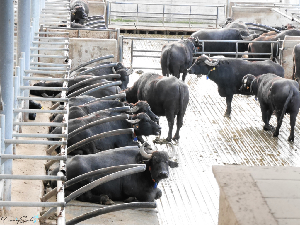 Tenuta Vannulo Buffalo Farm in Salerno Italy   @FanningSparks