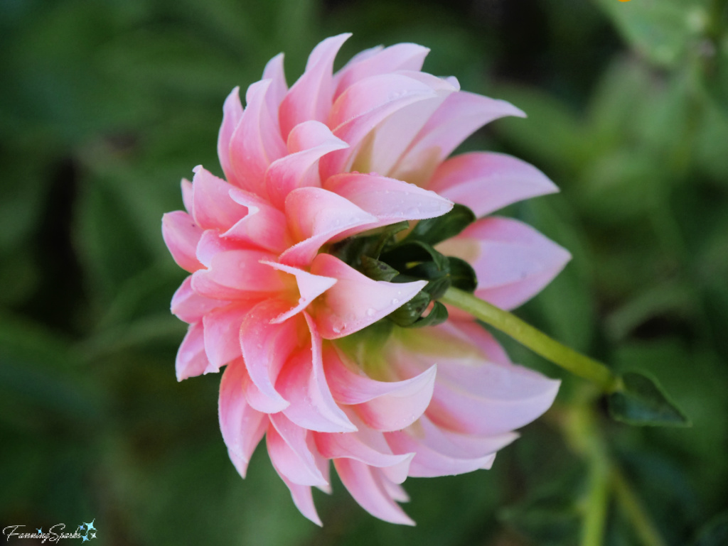 Dahlia in Flower Garden at John C Campbell Folk School   @FanningSparks