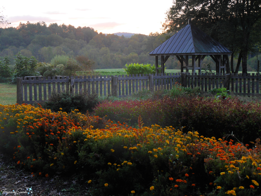 Marigolds in Dyers Garden at John C Campbell Folk School   @FanningSparks