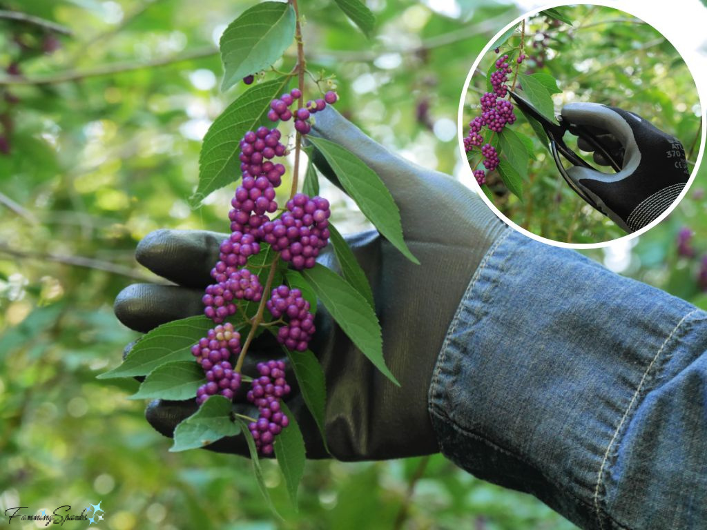 My Favorite Gardening Gloves Holding Beautyberry   @FanningSparks