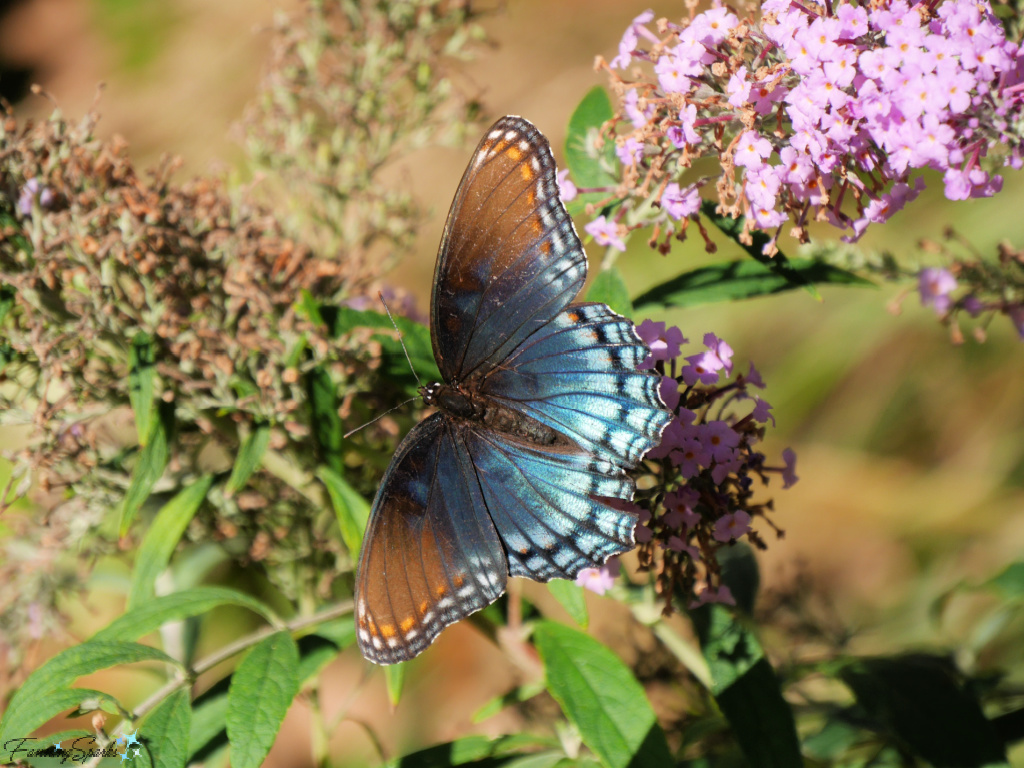 Red-spotted Purple Butterfly on Butterfly Bush   @FanningSparks